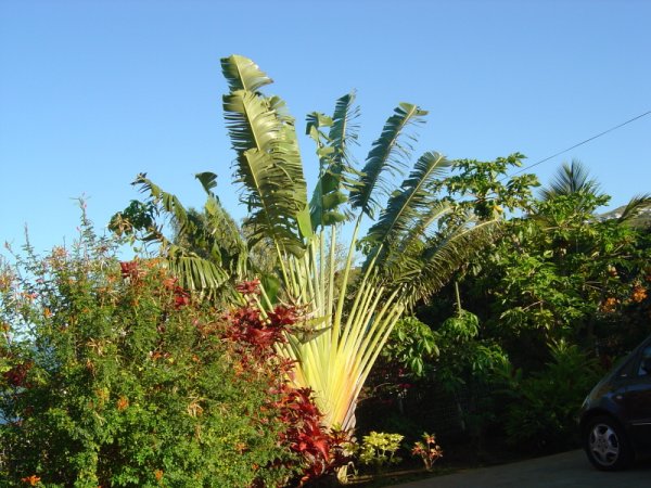 Arbre Du Voyageur Petit Jpg