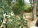 PICT2330.JPG