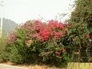 PICT2334.JPG
