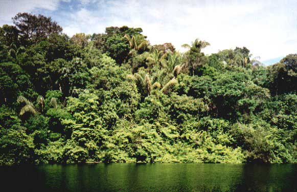 D0_Amazon.jpg