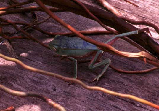 D4_Grenouille.jpg
