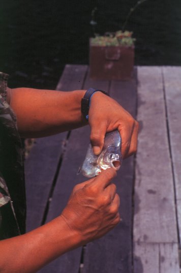 D5_Piranhas.JPG