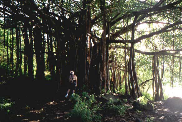 F5_Arbre.jpg