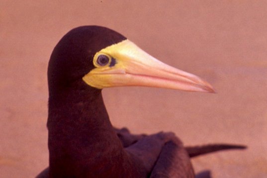 G6_Oiseau.JPG