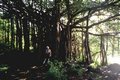 F5_Arbre.jpg