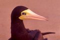 G6_Oiseau.JPG