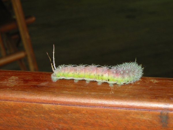 Img_3078.jpg