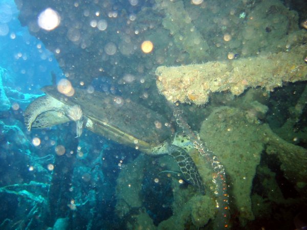 IMG_5347.jpg