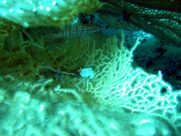 Img_5295.jpg