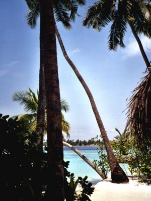avreef-e.jpg, 32 kB