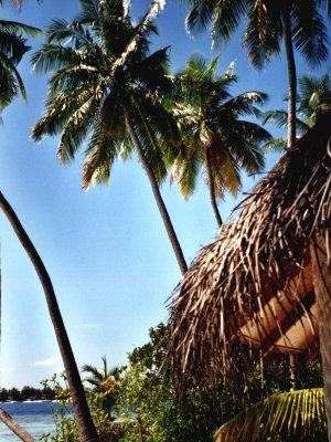 avreef-f.jpg, 43 kB