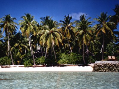 avreef-g.jpg, 39 kB