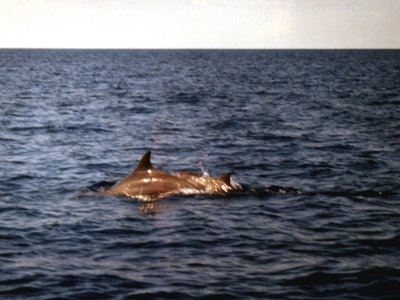 avreef-j.jpg, 27 kB