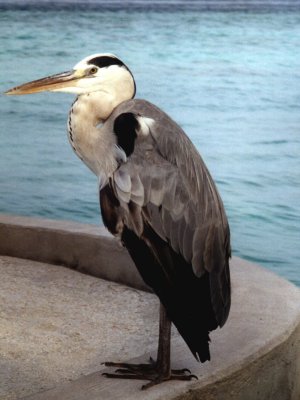 avreef-l.jpg, 24 kB