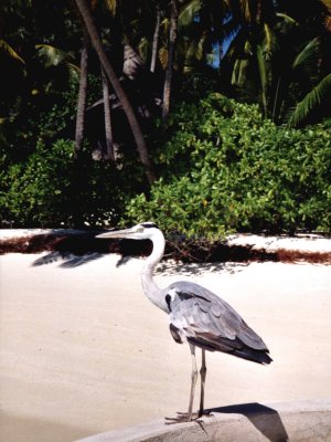 avreef-m.jpg, 32 kB
