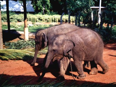 bslanka-f.jpg, 42 kB
