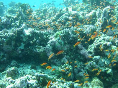Img_0582.jpg, 48 kB