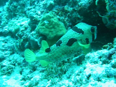 Img_0634.jpg, 43 kB