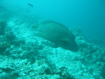 Img_0643.jpg, 26 kB