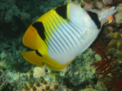 Img_0743.jpg, 27 kB
