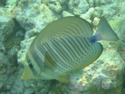 Img_0744.jpg, 30 kB