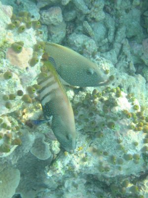 Img_0745.jpg, 33 kB
