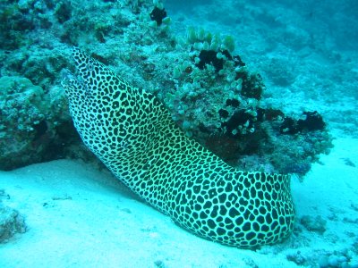 Img_0791.jpg, 44 kB