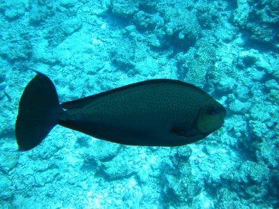 Img_0830.jpg, 41 kB