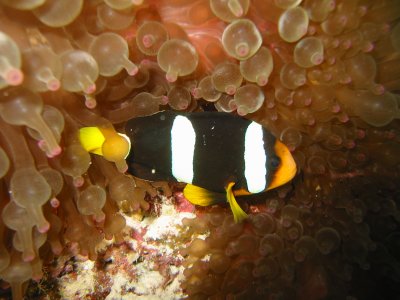 Img_0865.jpg, 27 kB