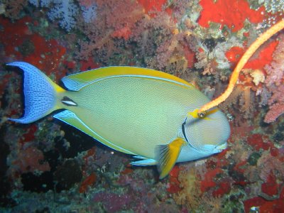 Img_0882.jpg, 35 kB
