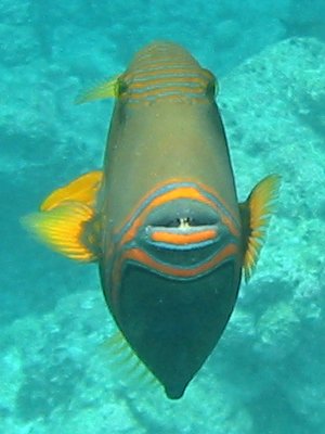 Img_0883.jpg, 23 kB