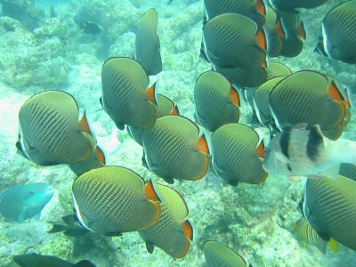 Img_0885.jpg, 36 kB