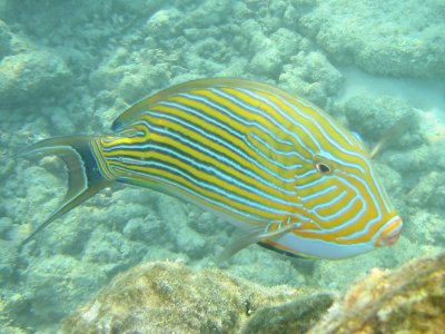 Img_0889.jpg, 33 kB