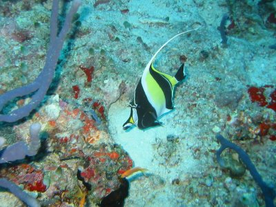 Img_0918.jpg, 41 kB