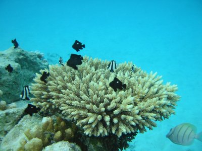 Img_0949.jpg, 29 kB