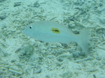Img_0950.jpg, 29 kB