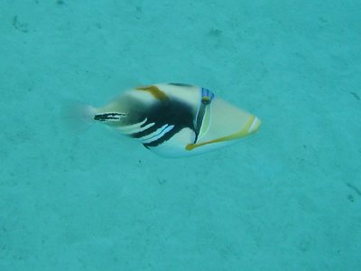 Img_0951.jpg, 14 kB