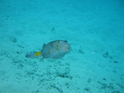 Img_0954.jpg, 17 kB