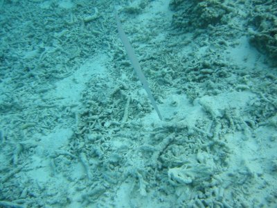Img_0958.jpg, 38 kB