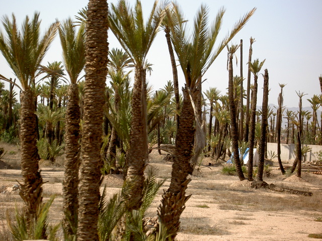 PICT2700.JPG