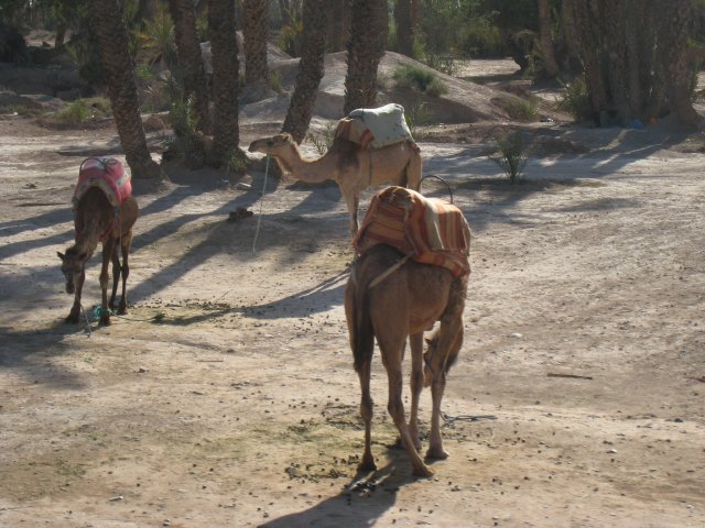 IMG_4656.jpg