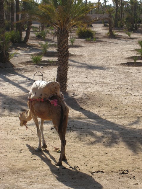 IMG_4660.jpg