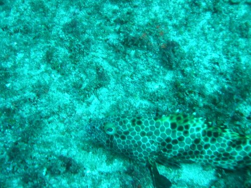 Img_1917.jpg, 62 kB