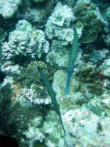 Img_1944.jpg, 74 kB