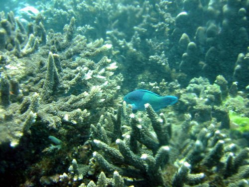 Img_1960.jpg, 60 kB