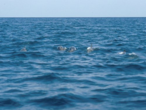 dauphins.jpg, 31 kB