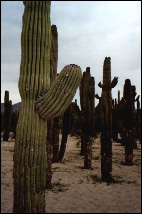 A3 Cactus.jpg