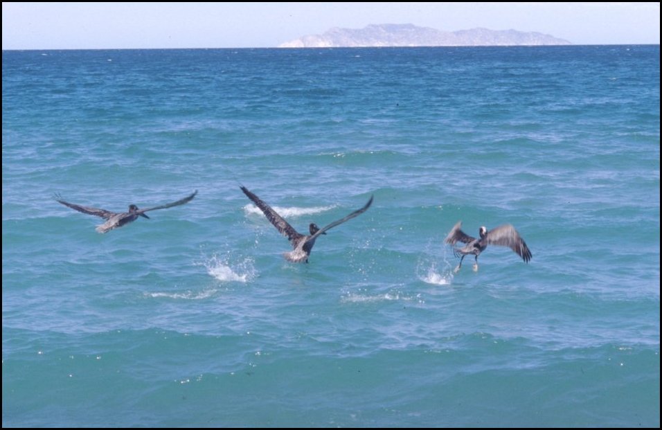 C9 Pelicanos.jpg