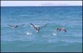 C9 Pelicanos.jpg
