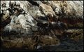 D2D Phoque2.jpg